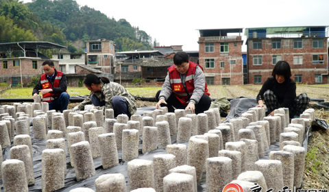 媒體聚焦 | 看柳工定點(diǎn)幫扶村：冬日栽下“金棒”，來年春日綻“金花”